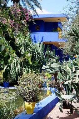 Marakeş, Fas - 15 / 5 / 2013: Jardin Majorelle - kaktüslü ve sulu ünlü bahçe, merkezinde YSL evi olan.