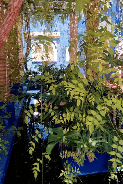 Marrakesh Marokkó 2013 Jardin Majorelle Híres Kert Kaktuszokkal Zamatos Ysl — Stock Fotó