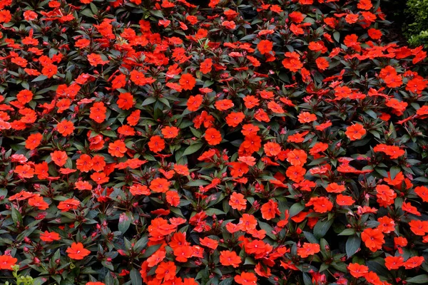 Macizo Flores Con Flores Flor — Foto de Stock