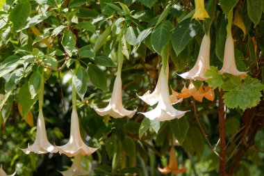 Ağaçtan sarkan beyaz trompet gibi çiçekler.