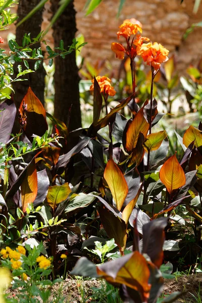 Orangefarbene Blumen Tropischen Garten — Stockfoto