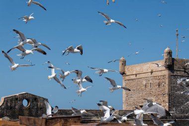 Essaouira, Almanya 'da bir şehirdir. Mogador / Amegdul, Al-Suwajra), Fas - 30 / 05 / 2013: Fas 'ın Atlantik kıyısındaki en popüler turizm kentlerinden biri.