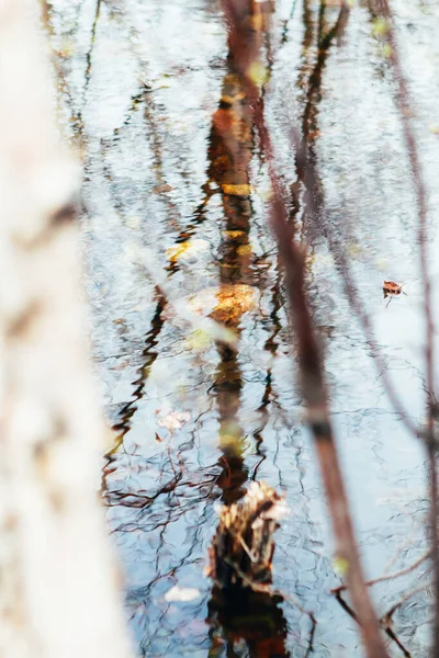 Ormanda güzel bir sonbahar. Ormanın yansıması ve sudaki dalgalanmalar. Doğada güzellik