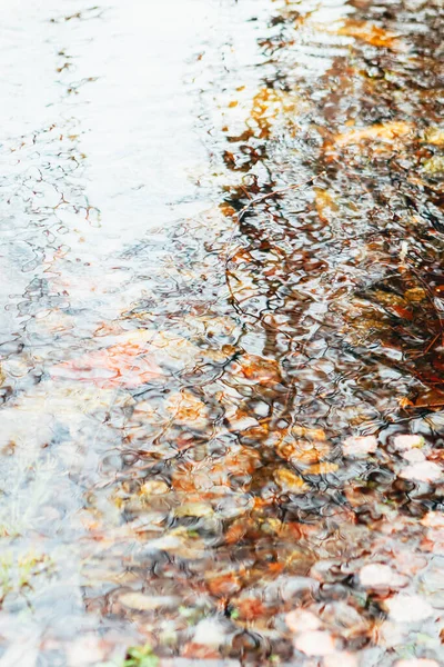 Ormanda güzel bir sonbahar. Ormanın yansıması ve sudaki dalgalanmalar. Doğada güzellik