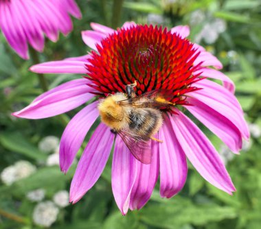 Yaz botanik bahçesinde pembe çiçekte şişman arı.