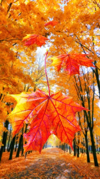 Collage Feuilles Érable Rouge Sur Fond Flou Allée Érables Dorés — Photo