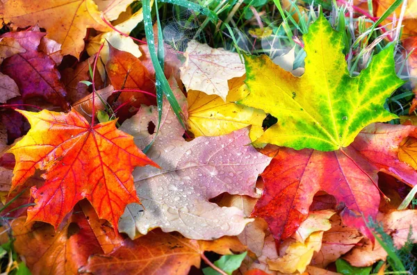 五彩缤纷的秋叶落在青草上 小水滴和蜘蛛密密麻麻 — 图库照片