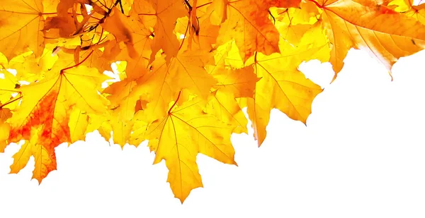 Золотой Осенний Кленовый Лист Белом Фоне — стоковое фото