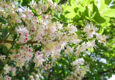 Moskova 'da bahar sabahı kestane çiçekleri kapanıyor. 