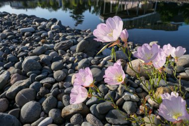 Yumuşak pembe gündoğumu çiçekleri, Soçi 'de yüzme havuzunun yakınındaki yuvarlak, pürüzsüz taşlar üzerinde.