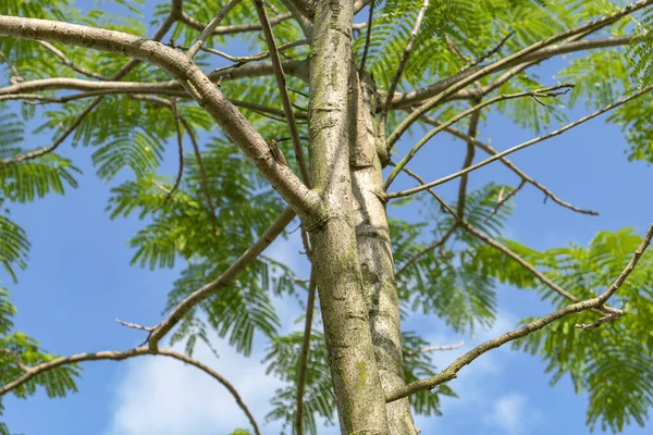 Tropical Cicada Ηλιόλουστο Πράσινο Δέντρο Υποκατάστημα Στην Κίνα — Φωτογραφία Αρχείου