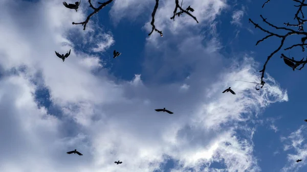 Black bird flying silhouettes and blue cloudy sky
