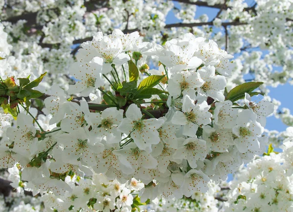 Fényes Fehér Puha Virágok Tavaszi Almafa Iránban Háttér Kék Napos — Stock Fotó
