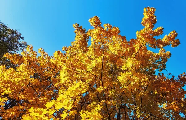 Желтые Кленовые Деревья Солнечную Осень Москва Голубым Небом — стоковое фото