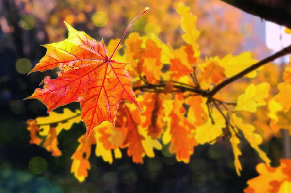 红色的 阳光明媚的枫树叶在朦胧的秋天背景上 — 图库照片