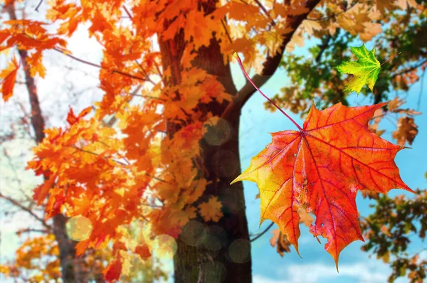 公园里阳光明媚的树的秋天模糊的背景上的红色阳光明媚的枫叶 — 图库照片