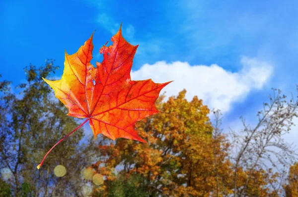红色的 阳光明媚的枫叶 在朦胧的秋天背景上 公园的树木和蓝云的天空 — 图库照片