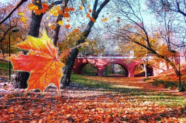 Rode Zonnige Esdoorn Bladeren Wazig Herfst Achtergrond Van Stad Openbaar — Stockfoto