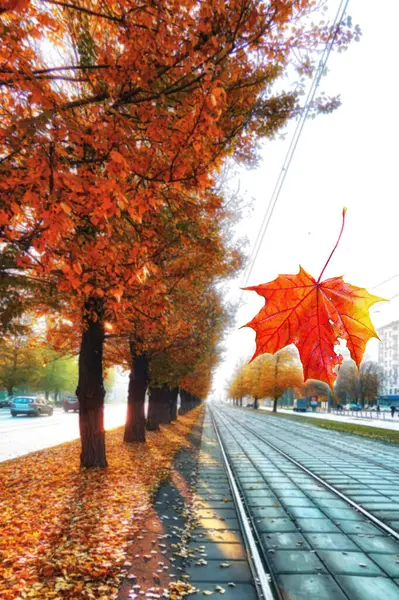 Rode Zonnige Esdoorn Bladeren Wazig Herfst Achtergrond Boom Steeg Tram — Stockfoto