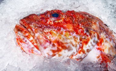 Ölü balıkçı balığı buzda soğumuş, markete yakın. 