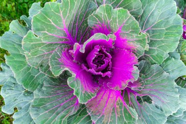 Dekoratif lahananın canlı görüntüsü. Yakın plan.