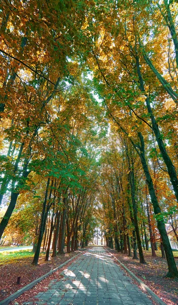 Herfstboom Zonnige Steeg Moskou Park Met Schaduwen — Stockfoto