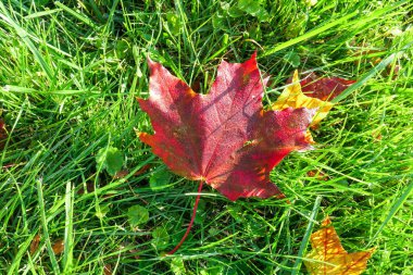 Akçaağaç yaprakları güneşli bir sabahta Moskova 'da yeşil ıslak çimlerde