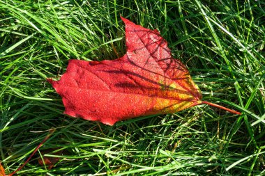 Akçaağaç yaprakları güneşli bir sabahta Moskova 'da yeşil ıslak çimlerde