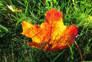Akçaağaç yaprakları güneşli bir sabahta Moskova 'da yeşil ıslak çimlerde