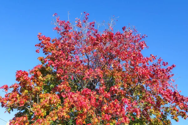 Maple Tree Autumn Leaves Sunny Morning Moscow Blue Sky — Stock Photo, Image