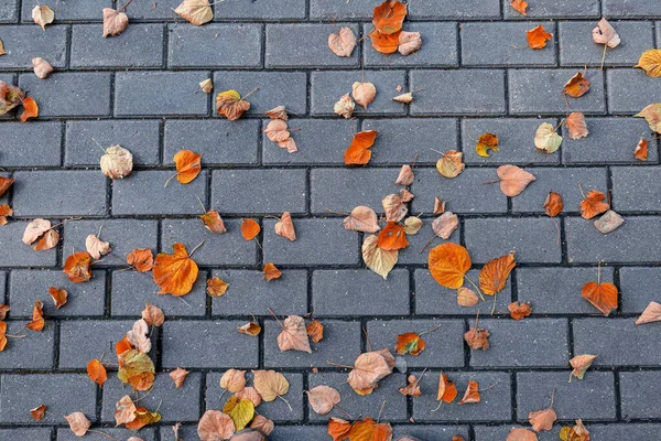 Tile stone street background with fallen golden autumn leaves in Moscow