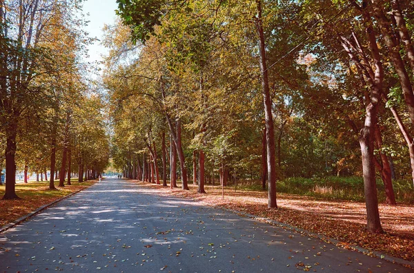 Herfstboomsteeg Met Omgevallen Bladeren Moskou — Stockfoto