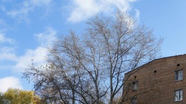 Moskova 'da sonbahar manzarası güneşli mavi gökyüzü altında