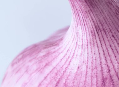 Mavi arka planda bir baş sarımsak.