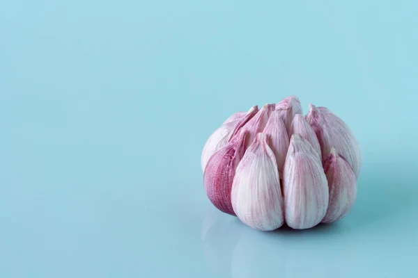 Ett vitlökshuvud på blå bakgrund — Stockfoto