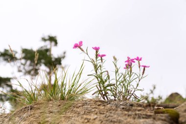 Vahşi karanfil bir orman kayalığında büyüyor.