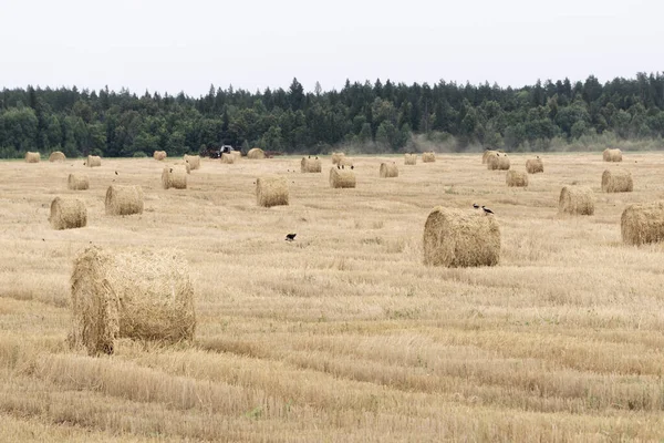 Rollen geoogst voedergras, kraaien en een trekker — Stockfoto