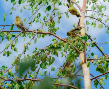 Bir grup kuş ağaçtan besleniyor. Ağaçların yaprakları ön planda ve arka planda bulutlar var.