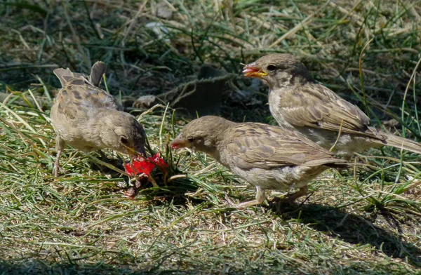 Trzy Małe Ptaszki Razem Jedzące Słodycze Roztopione Ziemi — Zdjęcie stockowe