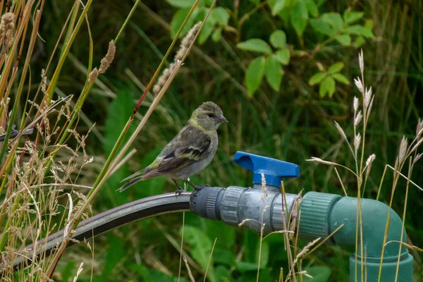 Oiseau Sur Tuyau Arrosage Avec Quelques Plantes Séchées Sur Côté — Photo