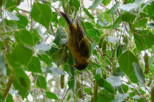 Kleiner Gelber Vogel Frisst Pflanze Kopfposition Auf Einem Baum Viele — Stockfoto
