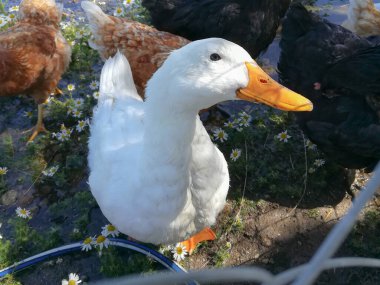Dikkatle bakan Pekin ördeği. Kafası, odaklı tel ördekler ve bazı tanınmayan arka plan tavukları arasından yan tarafa bakıyor.