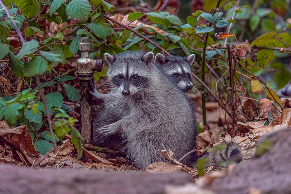 Wasberen Broers Bij Fontein — Stockfoto