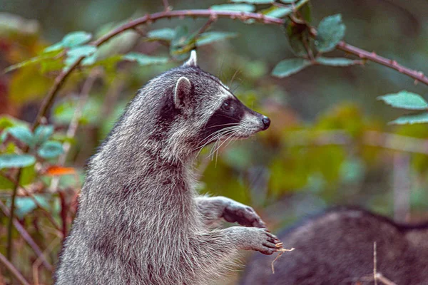 Raccoon Shallow Depth Field — Stock Photo, Image