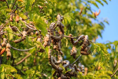 demirhindi ağaç üzerinde kapatın
