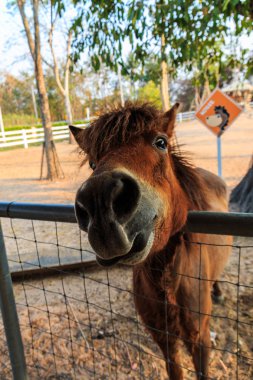 Kamerada ilginç bir at