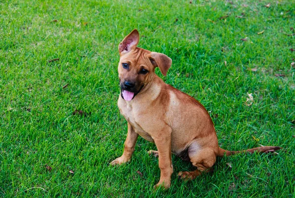 タイの犬の緑の草の上に座って — ストック写真