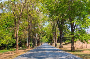 Tayland ağaçlar arasındaki yol