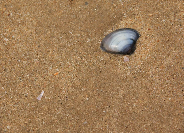 Shell isolated on sand background