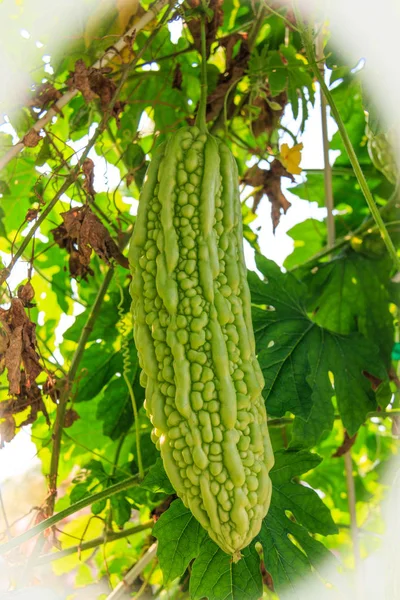 asma üzerinde acı kavun